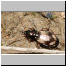 Bembidion sp - Laufkaefer 01b 4mm.jpg